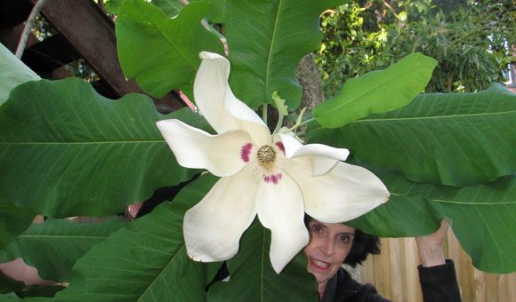 Magnolia_macrophylla_AliceTangerini.jpg