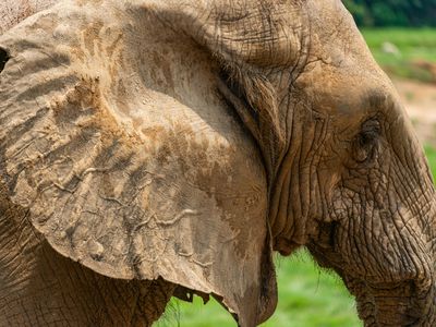 Elephants, bats, rabbits and other mammals have exceptional hearing&mdash;and their outer ears may be a key reason why.