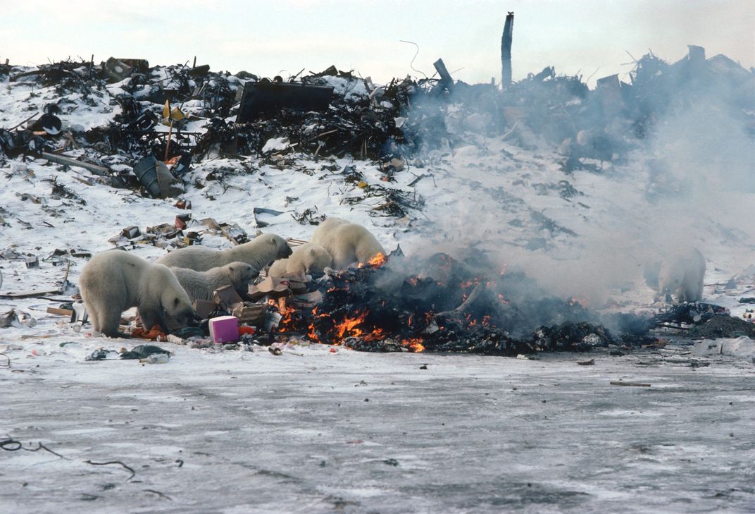 Polar bears burning trash