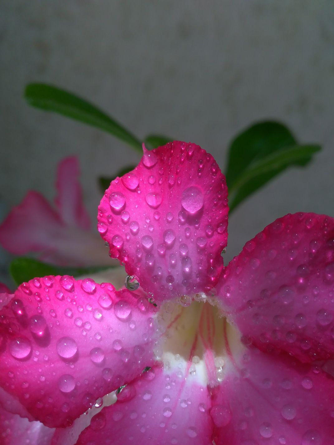 Pink Flower with Droplets 1 | Smithsonian Photo Contest | Smithsonian ...