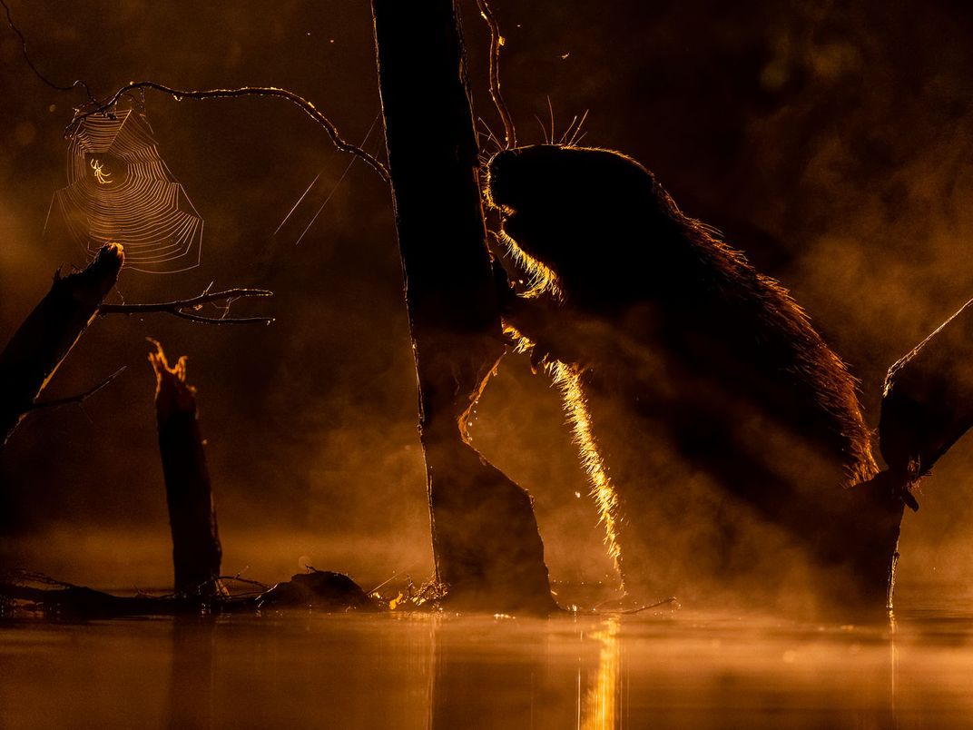 An image of a beaver chewing on a tree. The image is backlit with with the sun's rays.