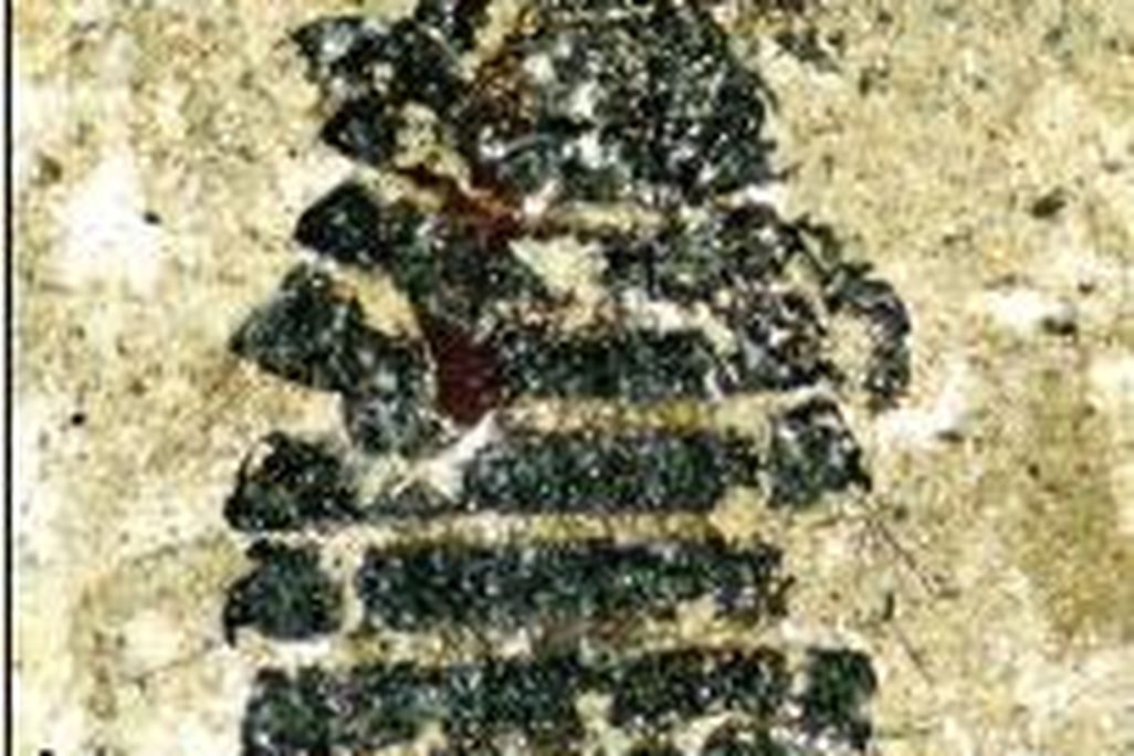 20110520083316feather-louse-fossil.jpg