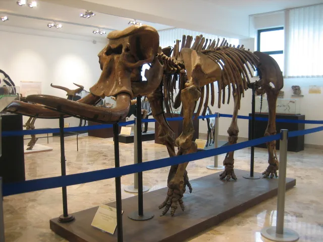 An image of a minature elephant skeleton in the Gemmellaro Geological Museum