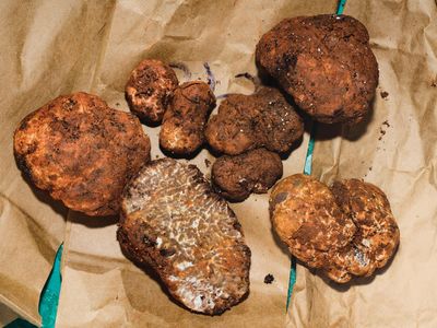 Freshly gathered truffles at Burwell Farms are the fruit of
a bold collaboration—and a proprietary cultivation technique.