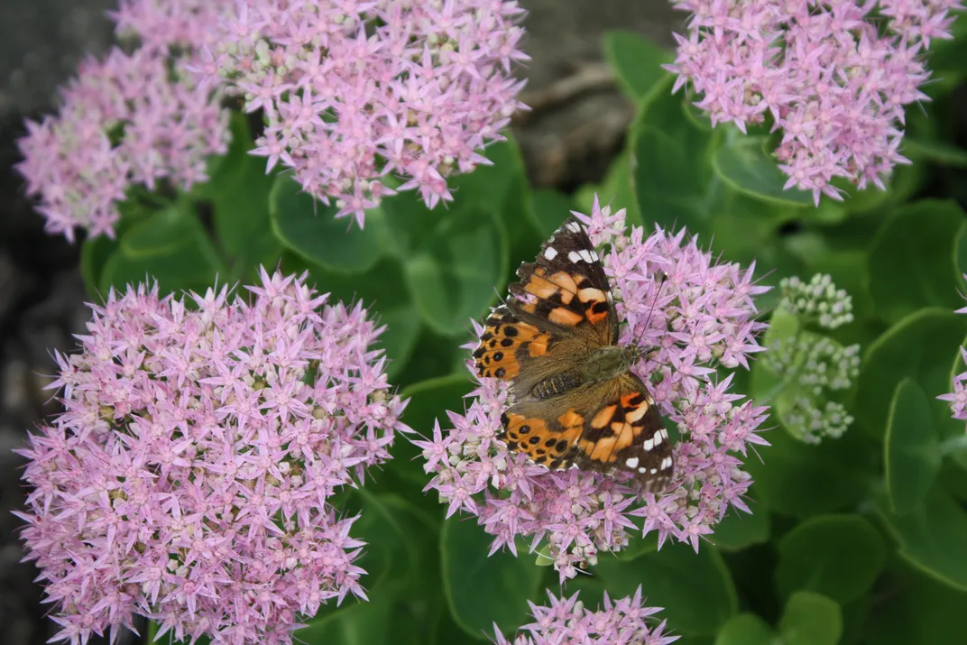 A orange and brown butterfly alights on a cluster of tiny pink flowers.