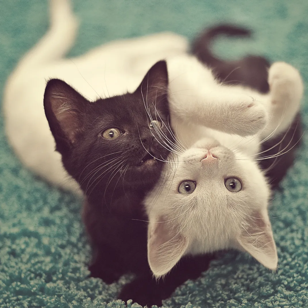 Two brother kittens intertwine with each other while playing.