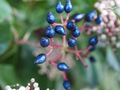 Viburnum titus is a common landscaping plant in Europe and the United States, but its blue fruits hadn't been closely studied until now.