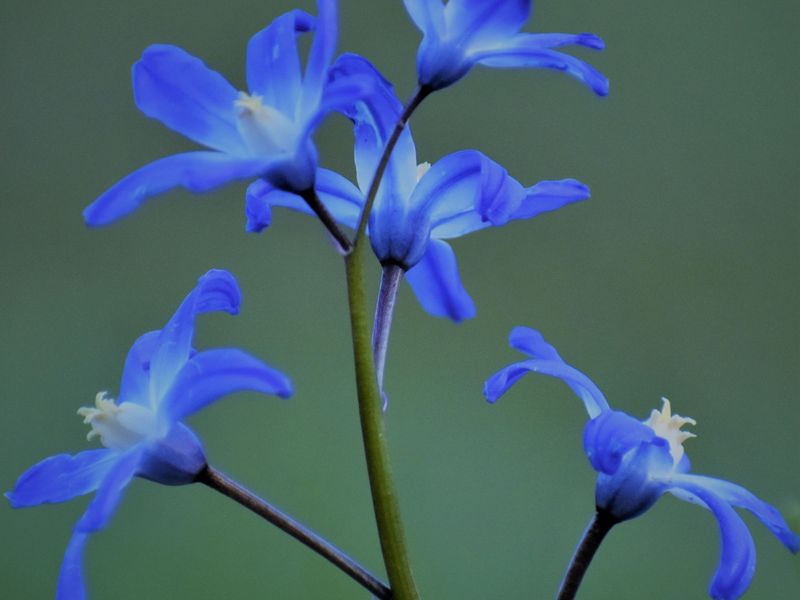 Small Blue flowers at Åbackarna Smithsonian Photo Contest