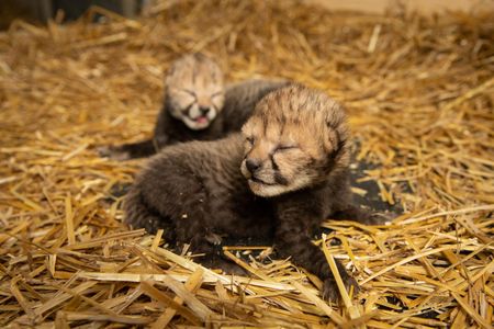 The first two cheetah cubs born via embryo transfer