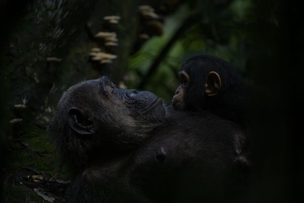 Breastfeeding in the jungle thumbnail