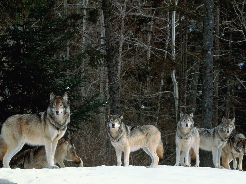 Six gray wolves standing on snow in front of trees