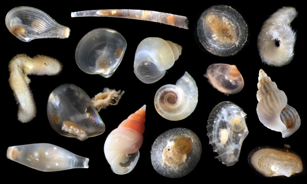 collection of shells on a black background