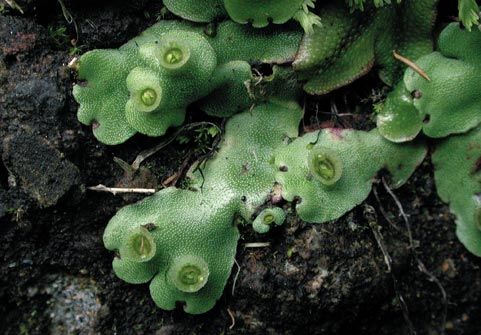 liverworts