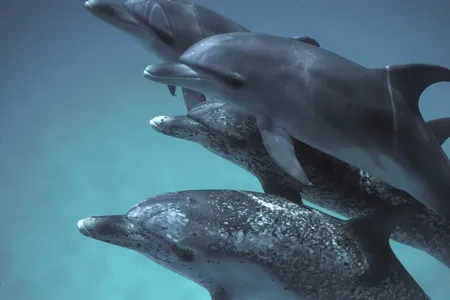 A newly developed A.I. model is based on 40 years of vocalizations from a community of Atlantic spotted dolphins.