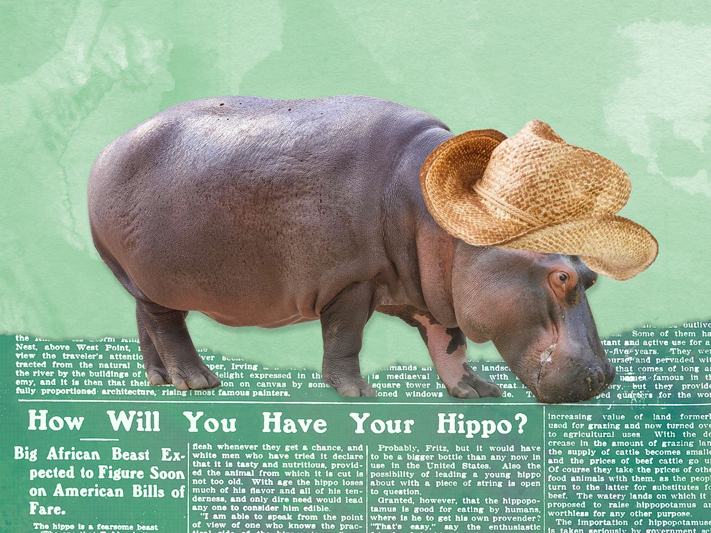 In 1910, a failed House bill sought to increase the availability of low-cost meat by importing hippopotamuses that would be killed to make “lake