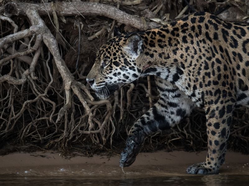 Panthera Onca | Smithsonian Photo Contest | Smithsonian Magazine