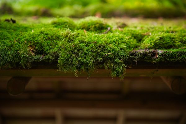 A moss roof thumbnail