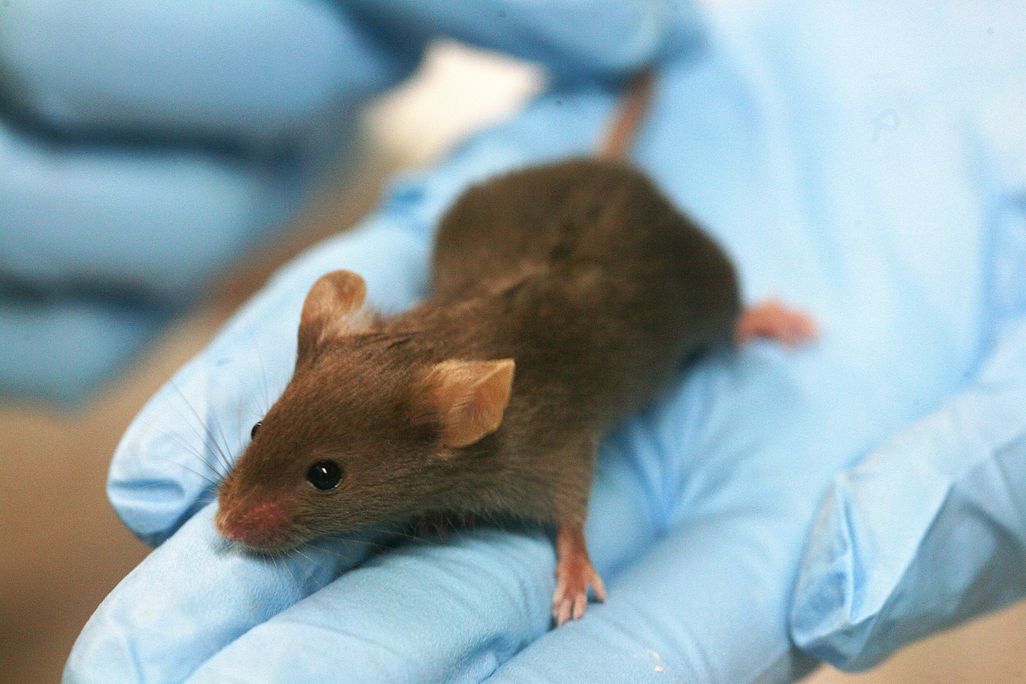 A brown lab mouse sits in a blue latex gloved hand