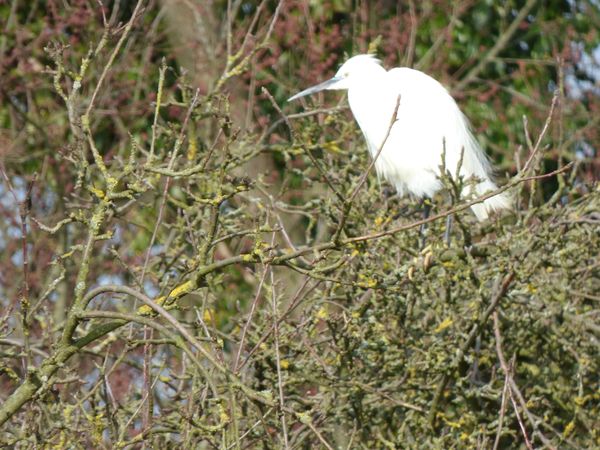 A little egret, spotted in an apple tree in our orchard thumbnail