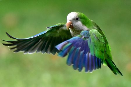 Monk parrots are among the species that successfully breed in the wild.
