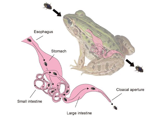 A diagram with a hypothetical escape route of the water beetle, shown traveling through the frog's internal organs