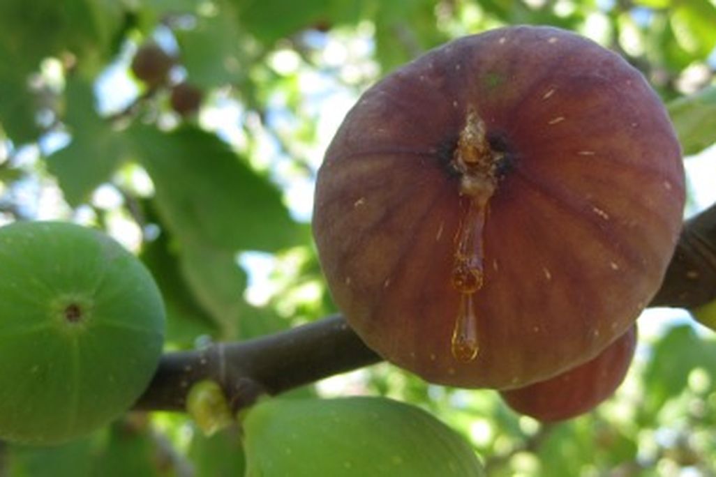 Figs