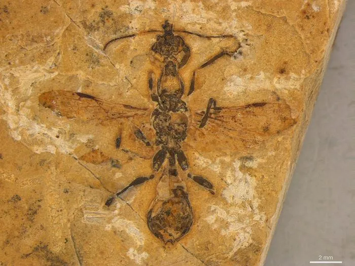 an image showing an ant with wings preserved in rock
