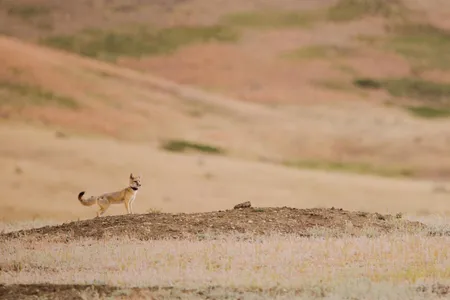 A reintroduced swift fox outfitted with a GPS collar looks out across the shortgrass prairie of the Fort Belknap Reservation in northern Montana. The tribes on the reservation are bringing the species back to Fort Belknap after an absence of more than 50 years.