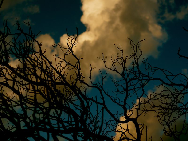 Redding, CA tree reaching to more Smithsonian Photo Contest