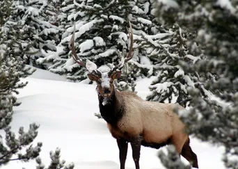 Yellowstone in Winter description