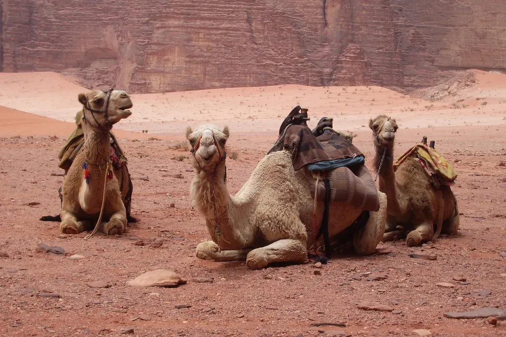 02_11_2014_camels.jpg