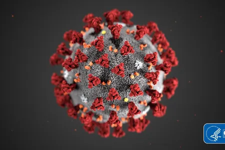 An illustration of the new coronavirus. Coronaviruses are named for the spikes on their outer surface, which look like points on a crown. (CDC)