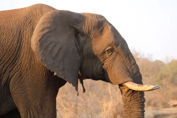 African Elephant Portrait thumbnail