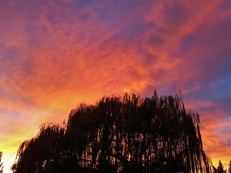 Sunset and Willow Tree | Smithsonian Photo Contest | Smithsonian Magazine