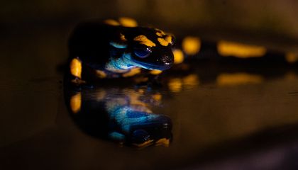 Scientists Have Been Studying Fire Salamanders for More Than 250 Years. They Just Discovered the Creatures Glow Under UV Light