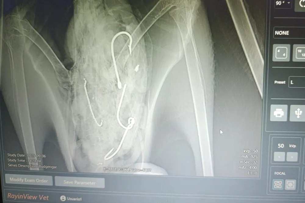 X-ray showing objects inside a large bird