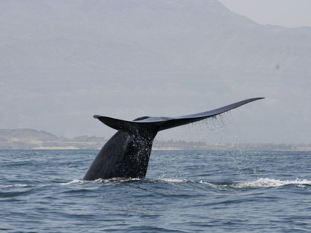 A Northwest Indian Ocean blue whale flukes up for a dive off the Arabian Sea coast of Oman.