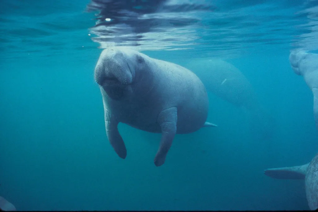 Florida manatee swimming near the surface