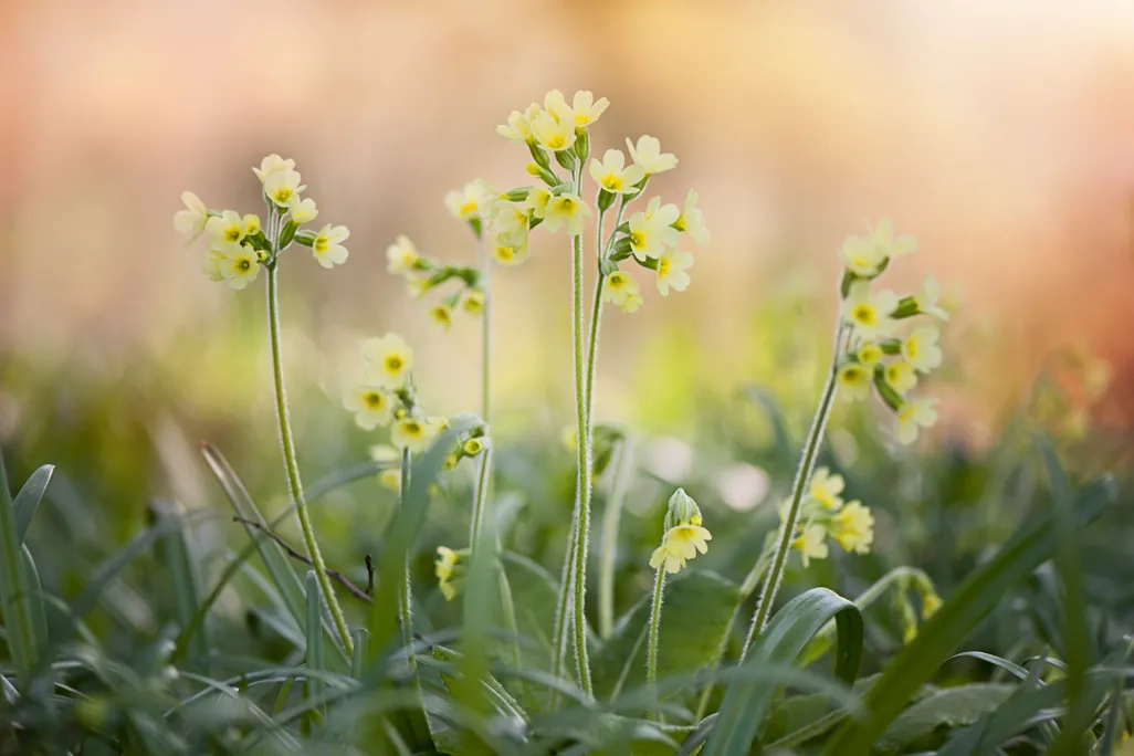 An image of some primroses
