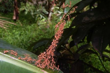 Weaver ants link their bodies together to form chains while bending leaves to create their elaborate dwellings.