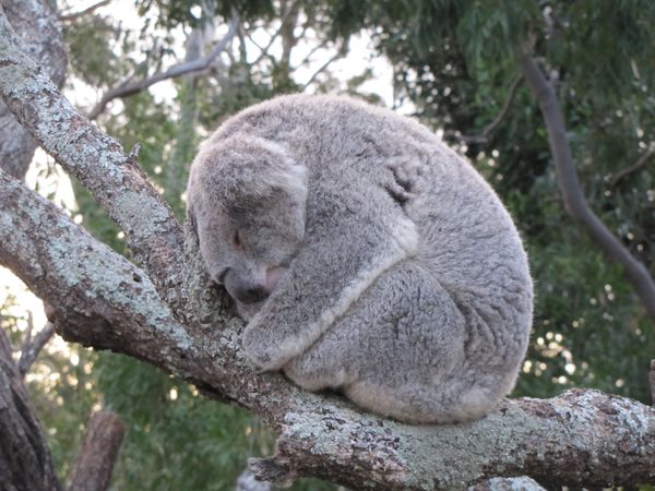 Sleeping Koala thumbnail