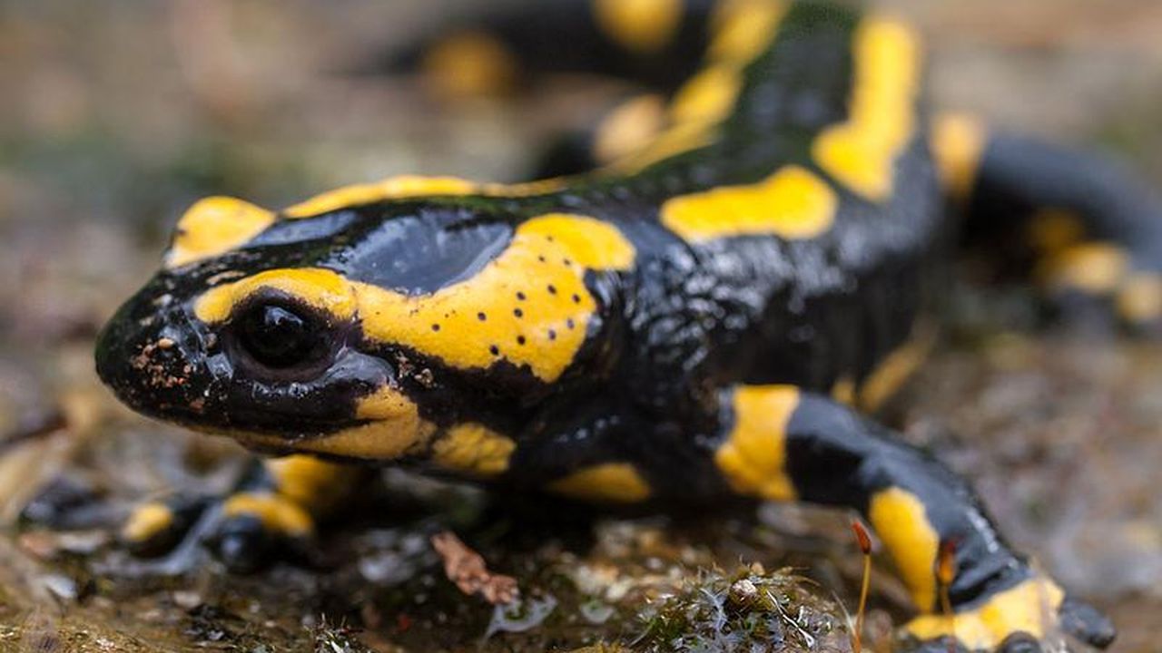 How American Scientists Are Planning to Thwart a Salamander Apocalypse