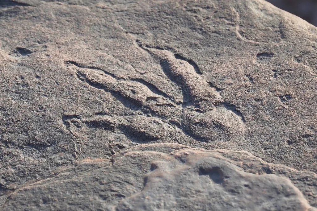 A photograph shows the fossilized footprint in a rock 