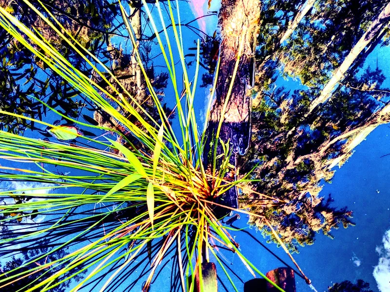 Swamp Plants At A Park Smithsonian Photo Contest Smithsonian Magazine