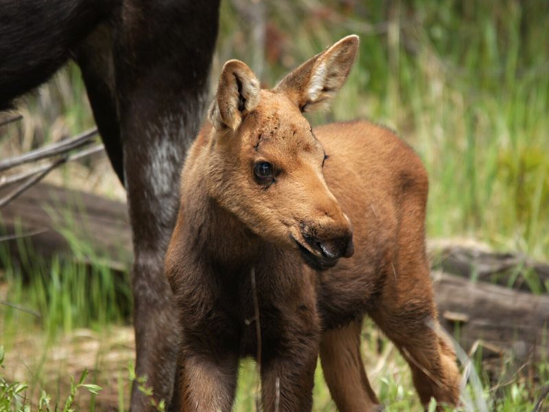 This new born baby moose was found road side inside the west entrance ...