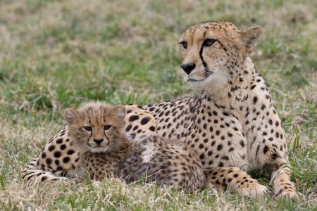 Important information about a cheetah can be found in its feces.