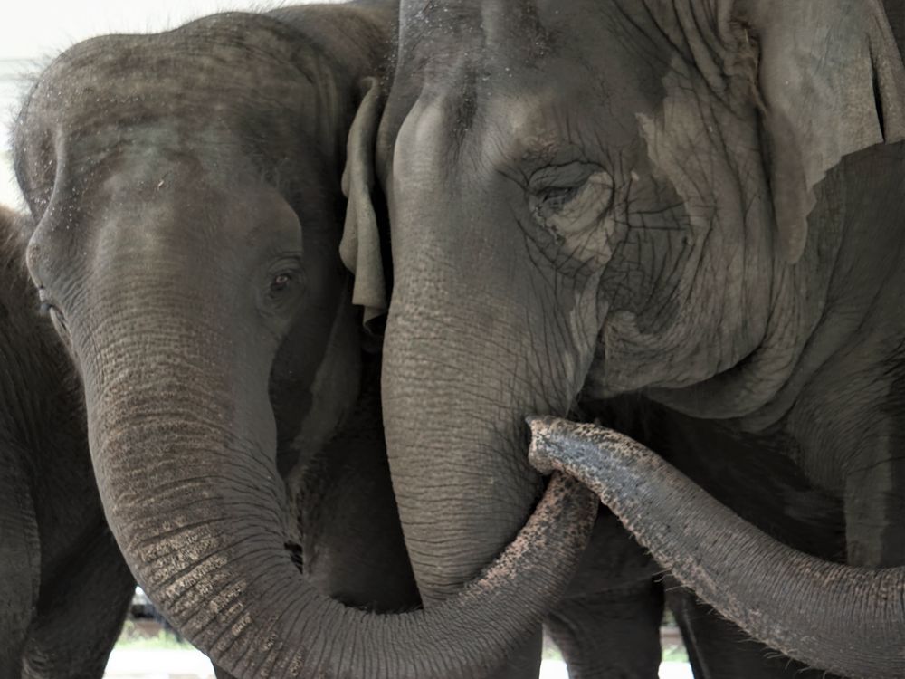 Retired Circus Elephants to Move to 2,500-Acre Wildlife Refuge Next Year |  Smart News | Smithsonian Magazine