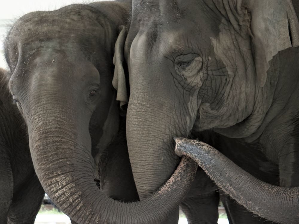 A close up of two elephants with their trunks touching