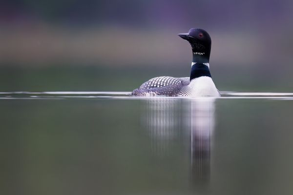 A common loon early in the morning thumbnail