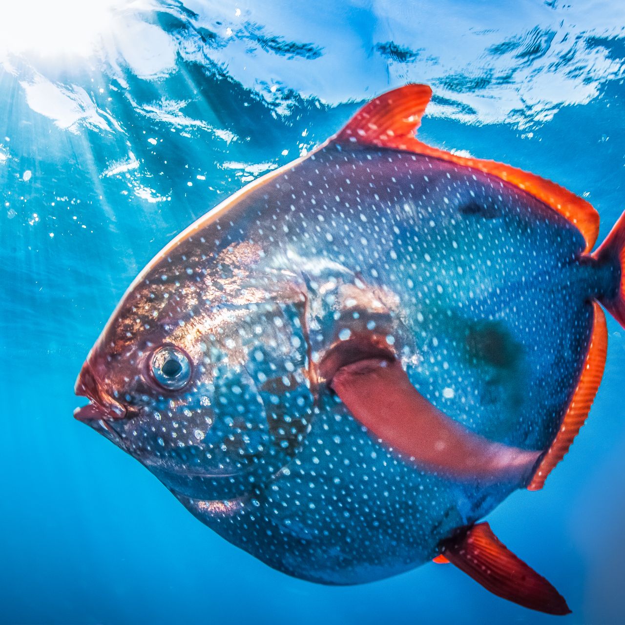 Taking the Temperature of the First Warmblooded Fish, image size:1280x1280